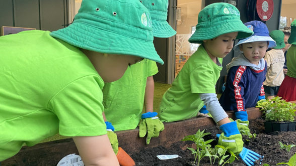 4 children growing vegetables in garden bed
